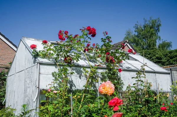 Greenhouses greenhouses glass seedlings of flowers and plants the nature of the greenery growing flora for planting