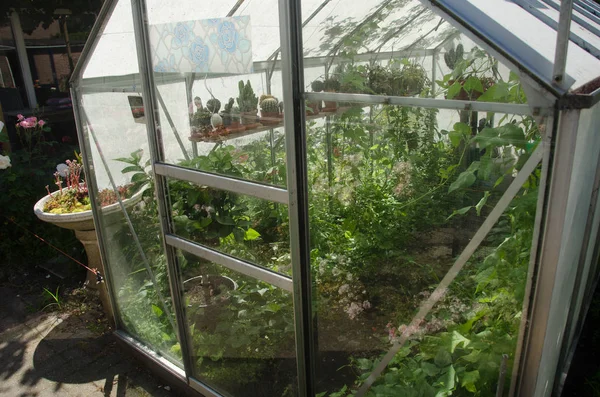 Växthus Växthusen Glas Plantor Blommor Och Växter Arten Grönska Växande — Stockfoto
