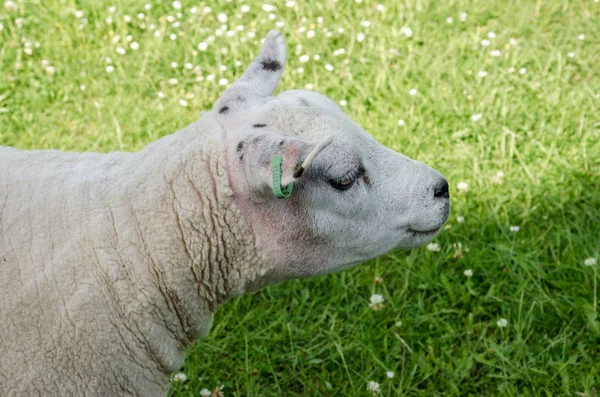 Ovejas Raza Pura Animales Esquilados Naturaleza Hierba Verde —  Fotos de Stock