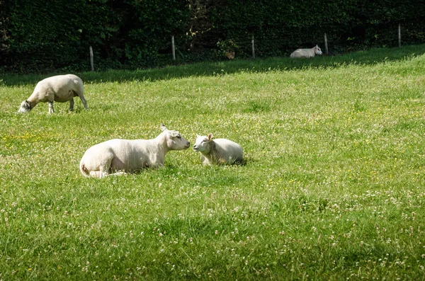 Koyun Safkan Yeşil Çimenler Üzerinde Doğada Sheared Hayvanlar — Stok fotoğraf