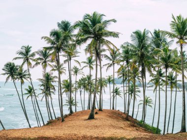 Hindistan cevizi palmiyeli tropik plaj