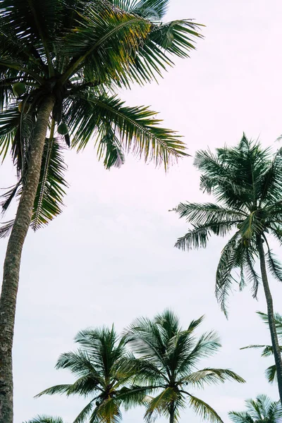 Une image de deux beaux palmiers dans le ciel bleu ensoleillé — Photo