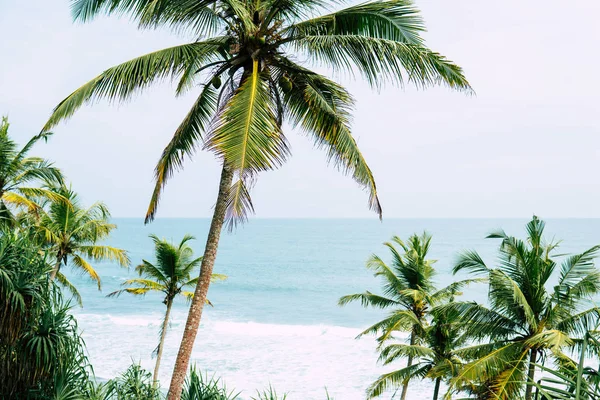 Pálmafákkal, trópusi tengerpart, vintage tónusú és film stilizált — Stock Fotó