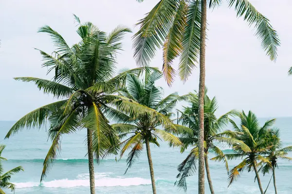 Imagen retro de Palmeras vista de ángulo bajo. — Foto de Stock