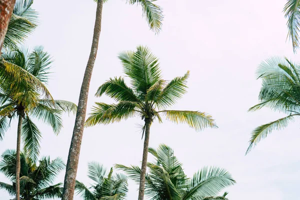 Beau coucher de soleil tropical avec des palmiers à la plage — Photo