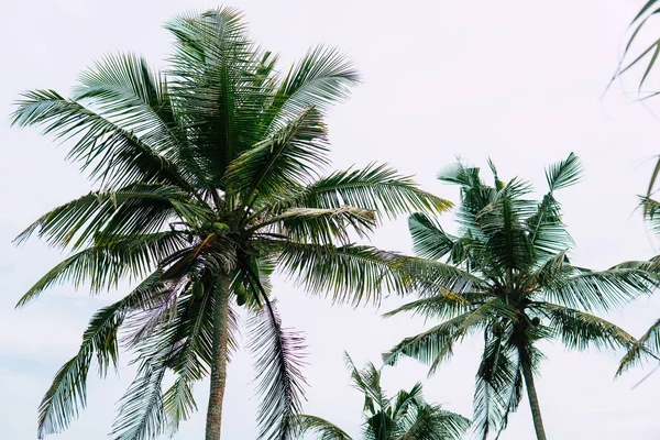 Palmier et plage tropicale — Photo