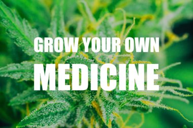 Makro trichomes tomurcukları üzerinde ot esrar şeker trichomes ile vurdu. kavramları grow ve esrar cbd kullanımı thc tıbbi büyümek kendi tıp metin