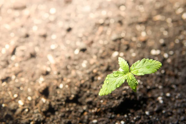 A small plant of cannabis seedlings at the stage of vegetation planted in the ground in the sun, a beautiful background, eceptions of cultivation in an indoor marijuana for medical purposes