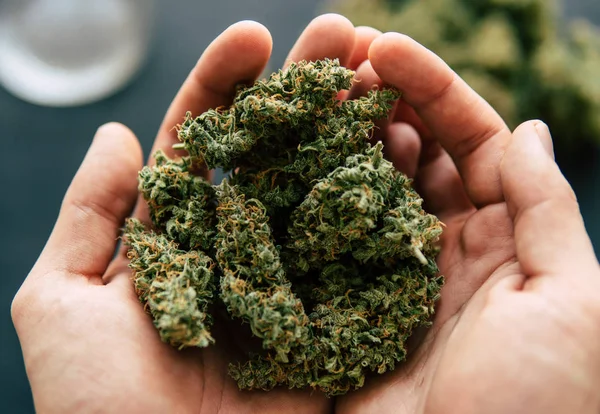 Knospen von Cannabiskraut in der Hand des Mannes Makro von Cannabiskraut Marihuana — Stockfoto