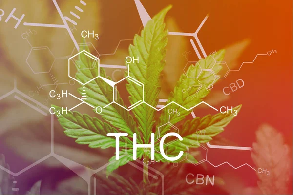 Формула ТГК, красивый лист марихуаны в дефокусе с изображением формулы ТГК CBD CBN. — стоковое фото