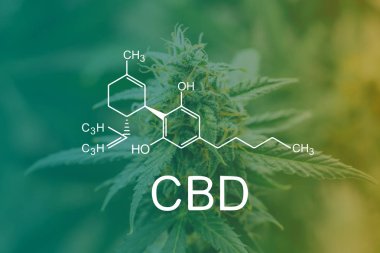 CBD kimyasal formülü, esrar cbd thc. Şifalı otlar ot, bud esrar legalizing kavramları makro şeker trichomes ile evde, Bud esrar hasat önce kenevir yetiştirilen tomurcukları vurdu