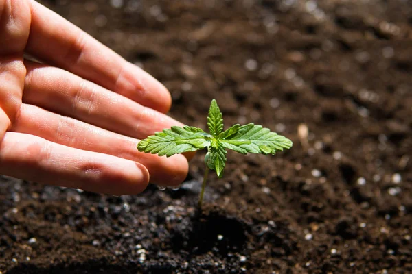 A small of cannabis seedlings at the stage of vegetation planted in the ground in the sun, a beautiful background, eceptions of cultivation in an indoor marijuana for medical purposes