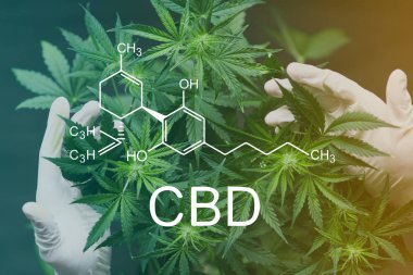 CBD kimyasal formülü, çok sayıda doktor Doktor çalışan kavramları bol ekiminin elinde kenevir çiçekleri