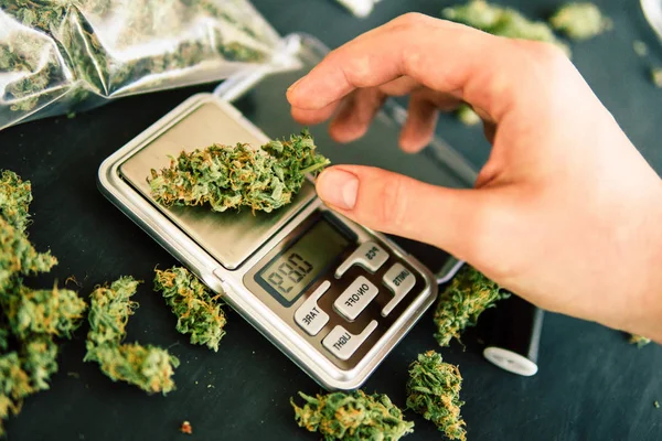 A drug dealer weighs cannabis flower marijuana on a scales concept of legalizing herbs weed — Stock Photo, Image