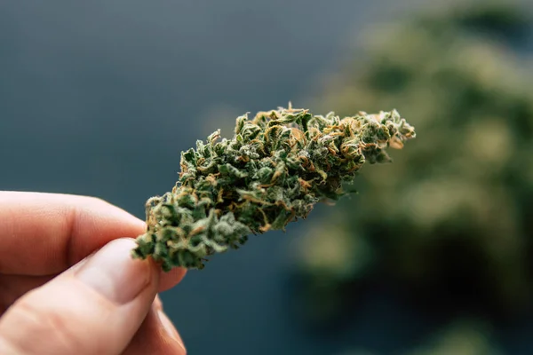 Macro of cannabis weed marijuana flowers with trichomes Cannabis bud in hand of man — Stock Photo, Image