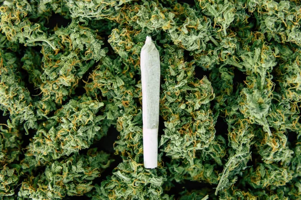 , marihuana flor hierba vista superior copia spase, articulación y fondo de brotes cannabis —  Fotos de Stock