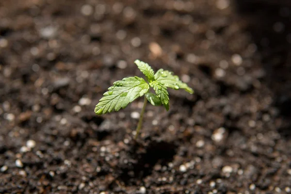Небольшое растение конопли саженцы на стадии растительности посажены в землю на солнце, красивый фон, eceptions выращивания в помещении марихуаны для медицинских целей — стоковое фото