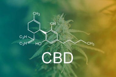 CBD kimyasal tomurcukları kapalı hasat önce formülü, şeker trichomes ile makro çekim tomurcukları esrar büyümek. Büyüt ve esrar cbd kullanımı kavramlarını thc tıbbi. Otlar esrar legalizing kavramları