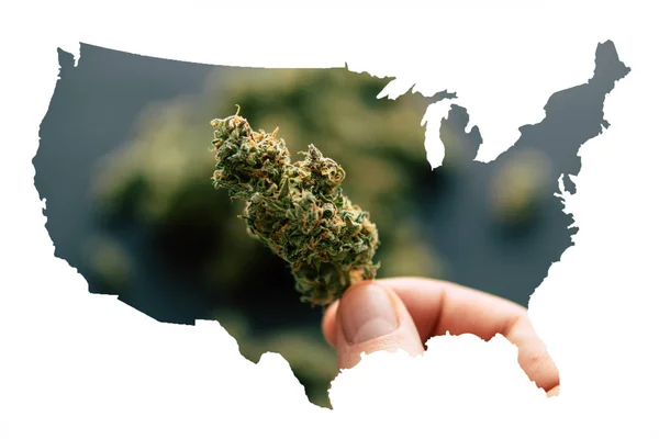 Cannabis Bud i enad stat i Amerika, juridiska Marijuana i Amerika. Cannabis bud i handen på man makro av cannabis marijuana marijuana blommor med trichomes — Stockfoto