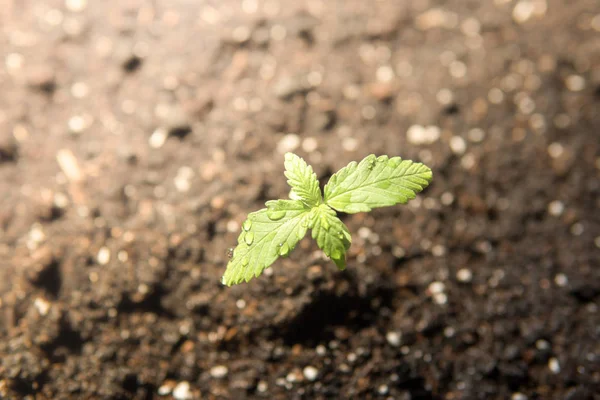 ground in the sun, A small plant of cannabis seedlings at the stage of vegetation planted in the a beautiful background, eceptions of cultivation in an indoor marijuana for medical purposes