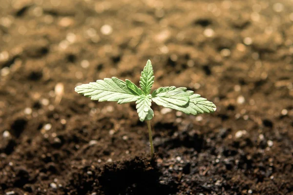Комнатная марихуана для медицинских целей Небольшое растение конопли рассады на стадии растительности, посаженной в земле на солнце, красивый фон, eceptions выращивания в — стоковое фото