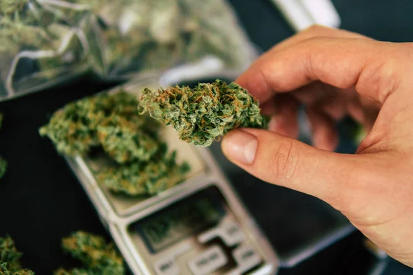 Bloemen wieden liggen op de weegschaal dicht omhoog bovenaanzicht kegels van cannabis onkruid — Stockfoto