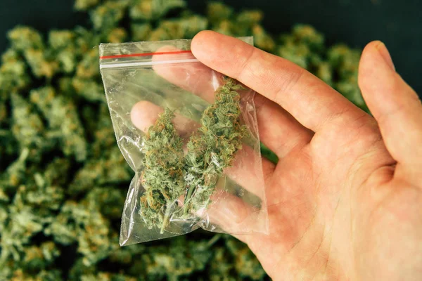 Marihuana flor en una balanza concepto de legalización hierbas hierba Un traficante de drogas pesa cannabis —  Fotos de Stock