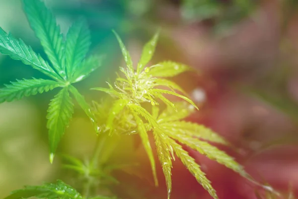 Flor e folhas de cannabis macro cannabis verde Com gotas de água na superfície das folhas vista superior tonificação clara — Fotografia de Stock