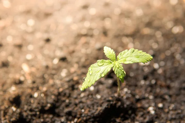 Egy kis növényi kannabisz csemeték szakaszában a vegetáció ültetett a földön a nap, gyönyörű háttér, eceptions, a termesztés egy fedett marihuána orvosi célokra — Stock Fotó