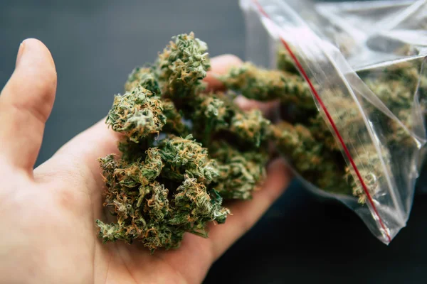 Cannabis-Knospe in der Hand: Drogendealer wiegt Cannabis-Blüte Marihuana auf einer Waage — Stockfoto