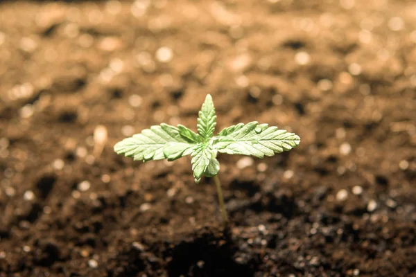 Комнатная марихуана Небольшое растение конопли рассады на стадии растительности посажены в земле на солнце, красивый фон, eceptions выращивания в медицинских целях — стоковое фото
