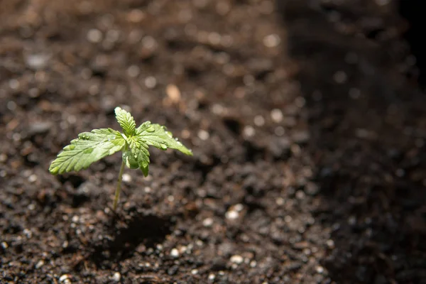Маленькие саженцы конопли на стадии растительности, посаженные в земле на солнце, красивый фон, культивирование в помещении марихуаны в медицинских целях — стоковое фото