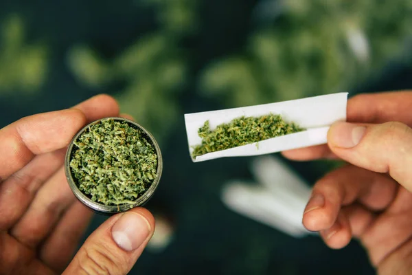 Grinder hierba fresca de cannabis y articulación enrollado en la mano del hombre Conos brote —  Fotos de Stock