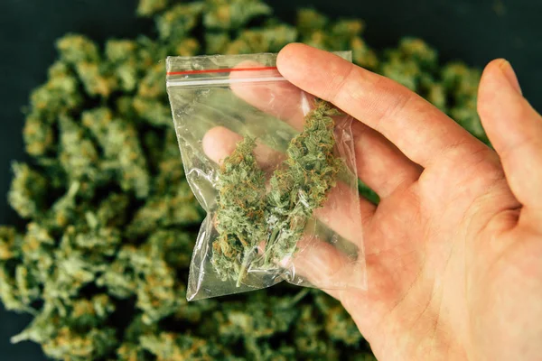 Marihuana flor en la mano, Un traficante de drogas pesa marihuana en un cono de balanza — Foto de Stock