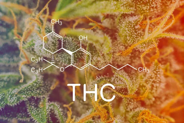 THC Chemical Formula, Macro a tiré des trichomes sur des bourgeons désherber le cannabis avec des trichomes de sucre. concepts de culture et d'utilisation de marijuana cbd thc médicinale. Les concepts de légalisation des herbes poussent à l'intérieur — Photo