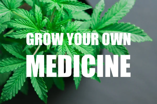 Uma bela planta de cannabis jovem maconha medicinal em um fundo de madeira preta com um lugar de perto crescer o seu próprio texto remédio — Fotografia de Stock