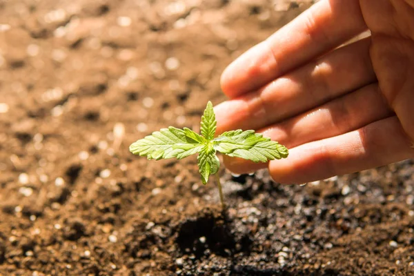 cultivation in an indoor marijuana A small plant of cannabis seedlings at the stage of vegetation planted in the ground in the sun, a beautiful background, eceptions of for medical purposes