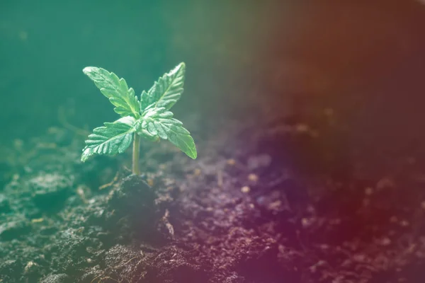 Uma pequena planta de mudas de cannabis na fase de vegetação Tonificação leve — Fotografia de Stock