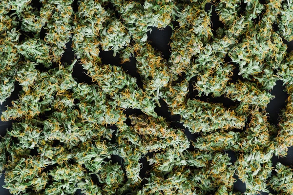 Weed marihuana pozadí konopí — Stock fotografie