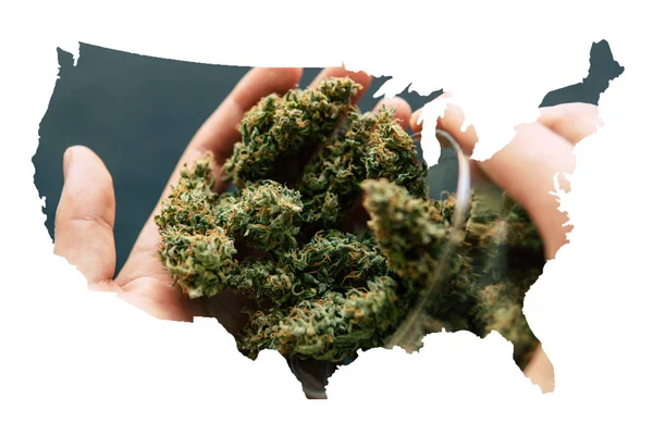 Cannabis Bud i enad stat i Amerika, juridiska Marijuana i Amerika. Kottar av cannabis blommor av cannabis marijuana weed ligga på en mörk bakgrund ovanifrån — Stockfoto