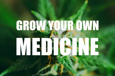 tıbbi esrar cbd thc. Ot otlar legalizing kavramları, makro şeker trichomes ile esrar evde yetiştirilen tomurcukları vurdu, Bud esrar hasat önce büyümek kendi tıp metin