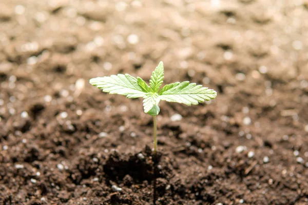 Растение конопли небольшой на стадии растительности, посаженной в земле на солнце, красивый фон, eceptions выращивания в помещении марихуаны для медицинских целей — стоковое фото