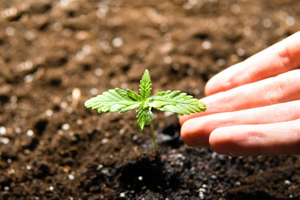 Növényzet egy kis növényi kannabisz csemeték szakaszában ültetett a földön a nap, gyönyörű háttér, eceptions, a termesztés egy fedett marihuána orvosi célokra — Stock Fotó