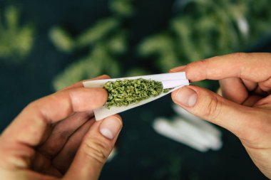 esrar koniler bud esrar esrar esrar tomurcuğu haddelenmiş adamın elini çiçekler