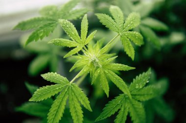 Kenevir bitki siyah bir arka plan, esrar bitkileri, üstten görünüm.