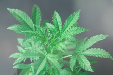 Marihuana yaprağı, karanlık bir arka plan, ışık tonlama güzel esrar