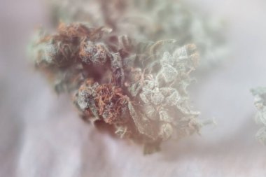 esrar, esrar makro trichomes thc çiçek Sativa ve Indica. Kavramları dünya ve Amerika Birleşik Devletleri'nin marihuana yasallaştırma. Sığ odak etkisi. Işık tonlama
