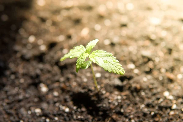 A small plant of cannabis seedlings at the stage of vegetation planted in the ground in the sun, a beautiful background, eceptions of cultivation in an indoor marijuana for medical purposes