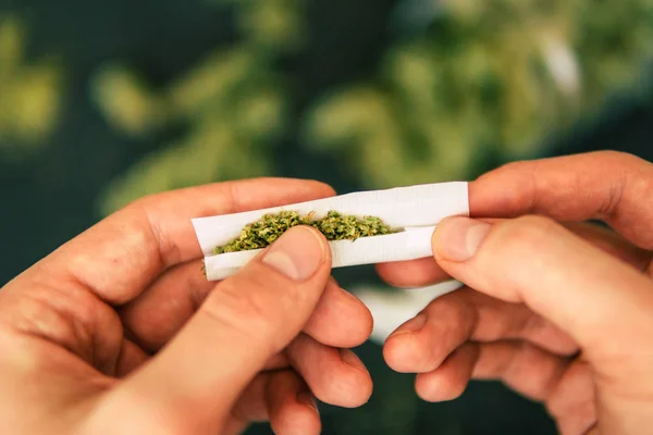 Cannabis weed Joint rolled in hand of man Cones bud of marijuana flowers cannabis in hand — Stock Photo, Image