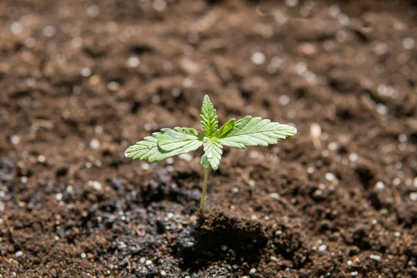 Этап растительности Небольшое растение конопли, посаженной в земле на солнце, красивый фон, eceptions выращивания в помещении марихуаны для медицинских целей — стоковое фото